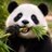 PANDAtradegd5s's profile image