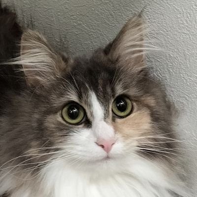 umikoumiko0's profile picture. ポケモンユナイト/S12:瞬間最高順位68位　2414/チャンネル登録者1600名達成/ライブ配信用→https://t.co/gwSdqisycS