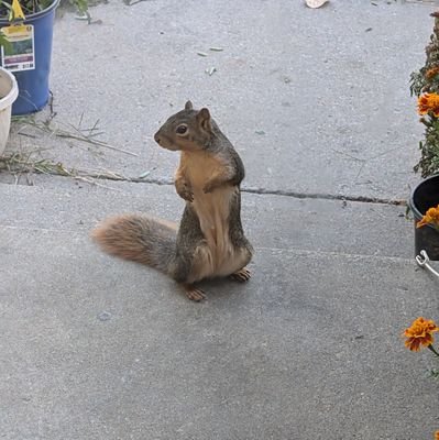 ssomahaha's profile picture. MAGA, #PUREBLOOD I follow back, Patriot, Proud LGBFJB Community member, I Block bots