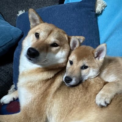 VFhig's profile picture. Redactor en @VandalOnline.