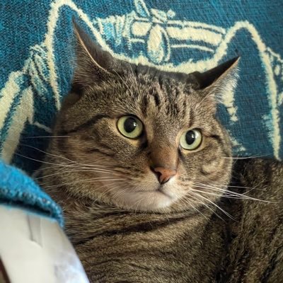 LauraGMtnLady's profile picture. 