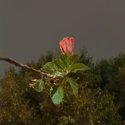 saharavalxn's profile picture. 