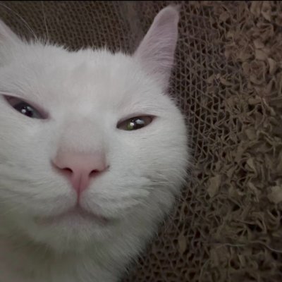 hyaena09125883's profile picture. shannya/もえ