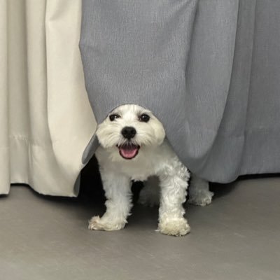 chom2102's profile picture. GoodBoys🐶⁀➷ @jnnrrs-@williamjkp1-@nnutdan ヾMy fav moew😼@hongshihoshi03