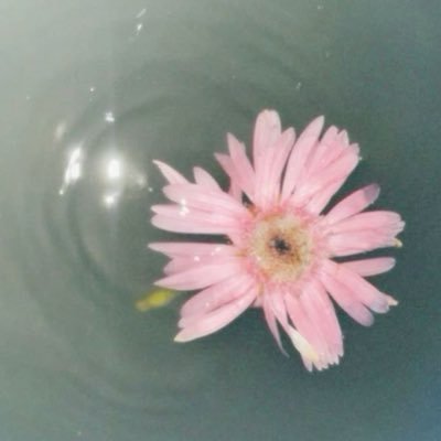 osxzlo's profile picture. 