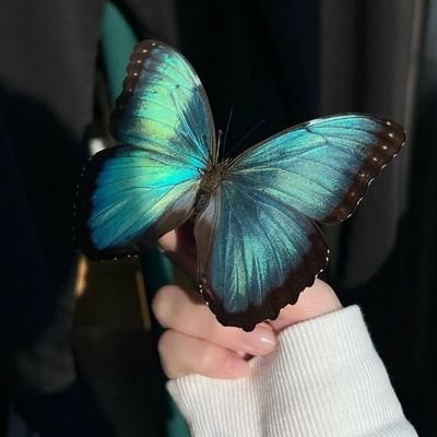 Soy_Sumou's profile picture. 📚📖|🎹🎼|🌌🔭|🌐|🎨🖌️🖼️

 minimalist 🍃