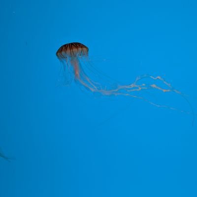 junoisagoodgirl's profile picture. figuring this out (maybe)