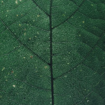 vidsnoob's profile picture. Delusional