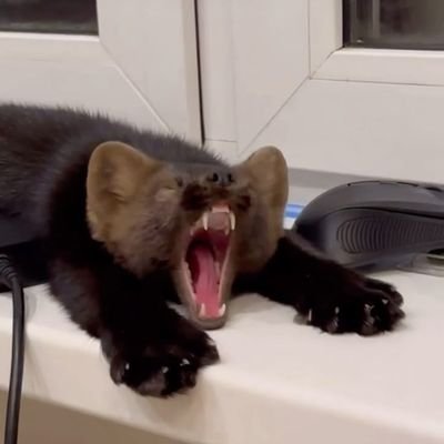 MiluUnderscore's profile picture. шо гаваріш?📞📞 не чую
спробуйте ще раз