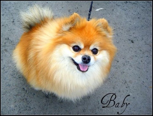 WalkPlayLove's profile picture. Dog Walking & Pet Sitting...
We provide you the peace of mind that we'll be there when you and your pet need us to be.