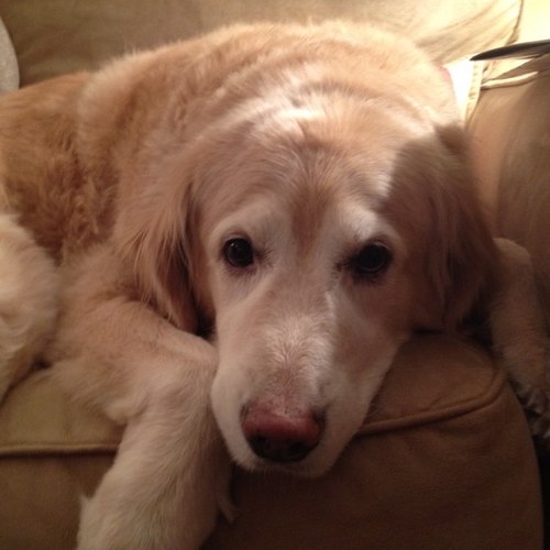 Thereal_trooper's profile picture. Getting bones, playing with new toys and going on long walks