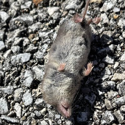 DalliDaMaui's profile picture. Hispanic, Mayan Indian,and Samoan. Husband and Father of 6 kids.