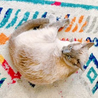 grisvioleta_'s profile picture. flakita boygenius