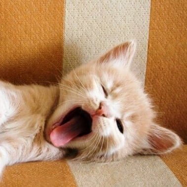 ilbossdeldivano's profile picture. 