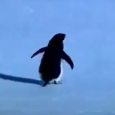 honkurtmeaq's profile picture. istanbul nefreti ankara sevdalisi..