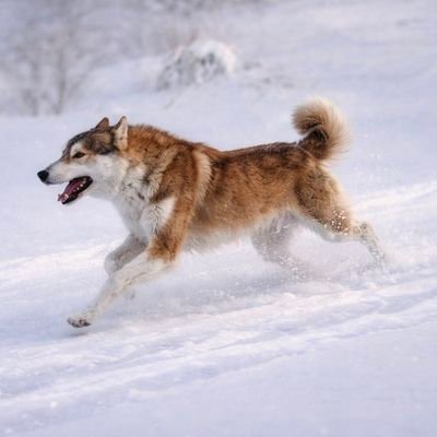 TheGoldenDogbnb's profile picture. Nietzschean Dog