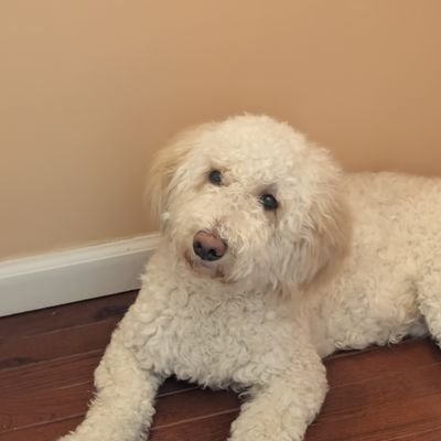 mup0529's profile picture. 