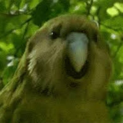 Shagging Parrot