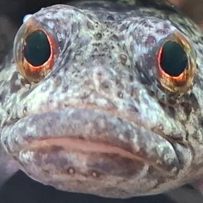 motchi1606's profile picture. あんま動かんやつ！！