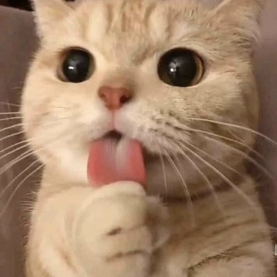 MushkanKt's profile picture. （真实博主需要参赛请关注然后私信互关）