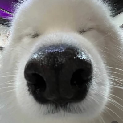 inu26174's profile picture. えっち大好きポケモン https://t.co/7iypayrDFC https://t.co/B34xfWr2Bi