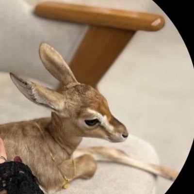 Noorrmm_'s profile picture. نورً حين يهَوى . ونارٍ حينْ يٌجرح