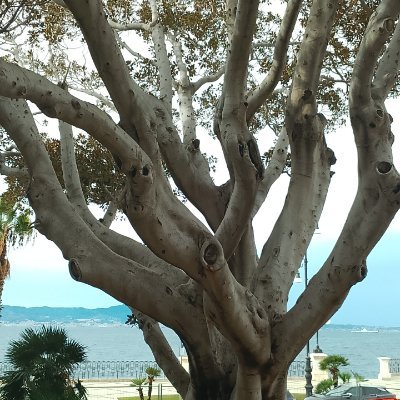 SkyMartiner's profile picture. Three Eyed Raven.