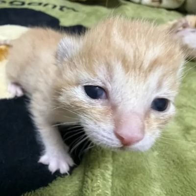 Espeonage_1's profile picture. 24 y/o phone artist
Discord: Espeonage#7960
Washingtonian
art trades OPEN
commissions OPEN