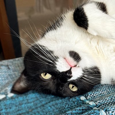 luchodsd94's profile picture. Avocado penalista🥑 - Antiguo reventado - No tengo religion, tengo ansiedad - Odiador compulsivo, a veces me agarra.