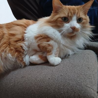 Survivor0221's profile picture. Antizurdos, gentuza vaga y demás escoria. Harta de la UE, de la agenda y de la bruja, etc! 🇪🇸 
⛔️ ISLAM FUERA DE LA UE!