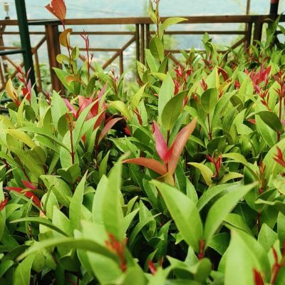 Kavitaghuge08's profile picture. || Ex.banker || MBA-finance || Option seller and Stocks breakout trader || believe in consistency and discipline!!