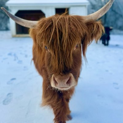 Rebecca Moon Profile