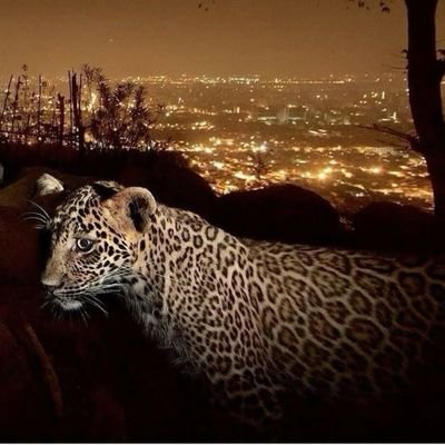 Karem17724893's profile picture. لا اله الا انت سبحانك اني كنت من الضالمين