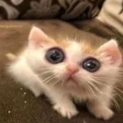 Rommilo_'s profile picture. _19 y/o

Dedicated to the dreams of my childhood
Learning design *-*
No one noticed ♪ ♪