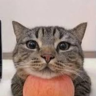 chiikawa ☆⋆｡°