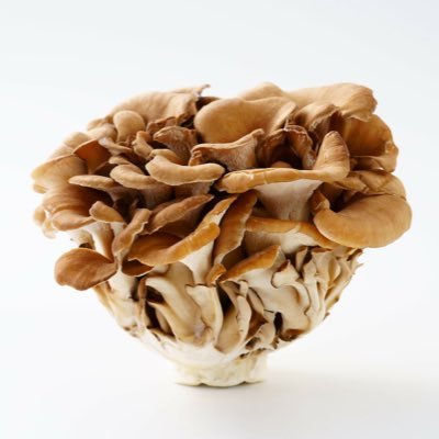 まいたけ🤍🦑