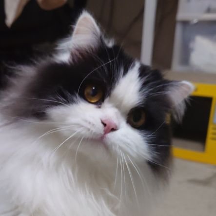 aaaa77770553's profile picture. 🐱スコティッシュフォールド🐱の男の子「ごんた」
🎂2024年1月28日🎂　
無言フォロー歓迎&無言フォロー失礼します