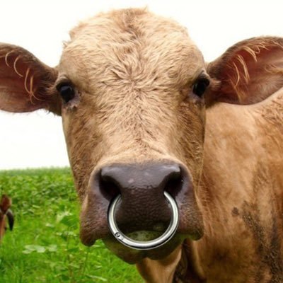 CubbieHouse's profile picture. ❌Identity politics ❌ DEI ❌Extreme Left; YES-Catholic, YES-Conservative +Pro-life +Trad. families +Aussie 🇦🇺🦘 & MAGA🇺🇸+🇬🇧+ 🇳🇿(parody/satire/comment)