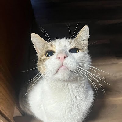 Dubem4rl's profile picture. #Shitposts & Observations | Trying to escape nigeria 🇳🇬
..........Sometimes #crypto💹 | Mostly vibes