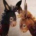 TwoSadDonkeys (@TwoSadDonkeys) Twitter profile photo