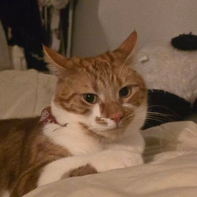 purrpurrazzi00's profile picture. mew || he , they || EN/TH 🆗️ learning JP || heavy rt, post