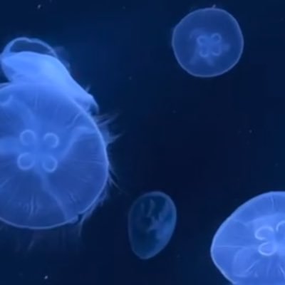 pmula9's profile picture. pj都内/19歳/158cm