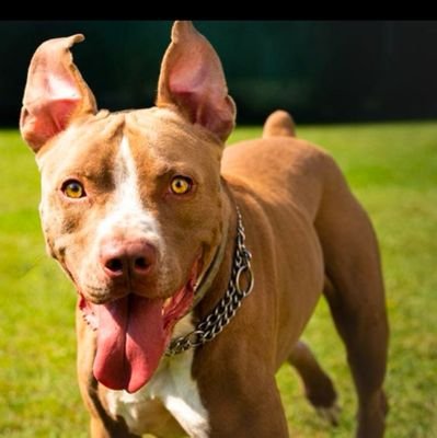 BoyDoggo42669's profile picture. Best zoo family on telegram 
join my group and channel now for more knotty stuff 
https://t.co/osHfBRqvLo