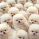 Frances Falconer - @conerfrances_98 - Twitter