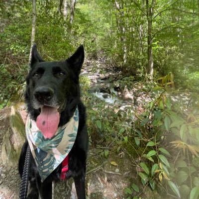 AndrewWyrrickGG's profile picture. I like my dopamine in commas not rotational eventual losses.                                                                      phantom: @LawfulHog3644