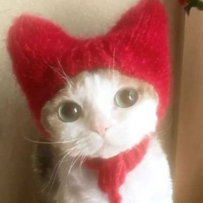 stllwpj's profile picture. 