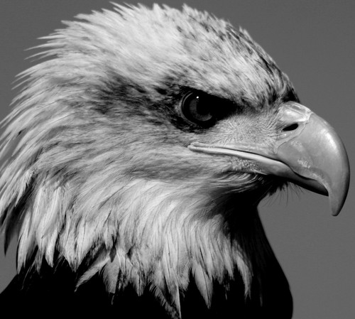 We are a small wildlife park based in eynsford in kent. Cheetah,Eagles,Meerkats,Otters..etc etc!!