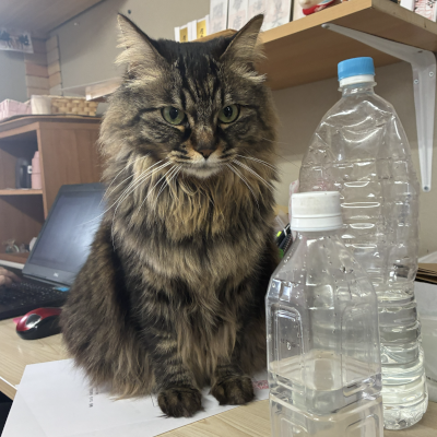 handmadefukushi's profile picture. こちらのアカウントは、主に帯広市にある就労継続支援A型施設『あさひ☆みらい』のハンドメイド作品を紹介しております。よろしくお願い致します。