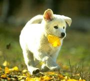 koooooosk's profile picture. わんわん