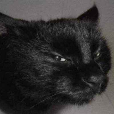 Chinno_Sarah's profile picture. Apoiando artistas! 🐈‍⬛🖤